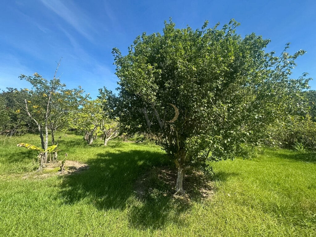 Mini Chácara — foto 31